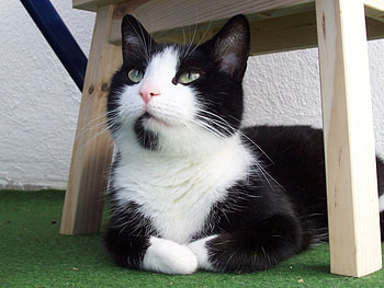 cat, cute, pet, black and white HD wallpaper