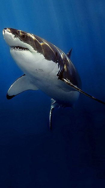 Shark, Underwater, Hunter HD phone wallpaper