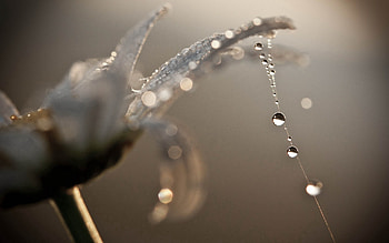 Web, Drops, Flower, Macro, Petals HD wallpaper