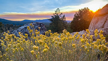 Holcomb Valley, wildflowers, landscape, trees, sky, mountains, usa, California HD wallpaper
