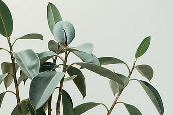 Elegant close-up of rubber plant leaves in a minimalist and natural composition. HD wallpaper