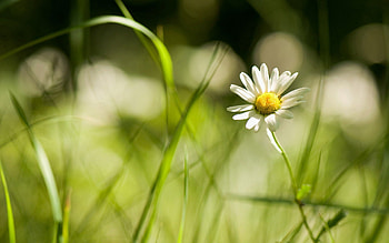 Grass, Camomile, Macro, Field, Chamomile, Small Flower HD wallpaper