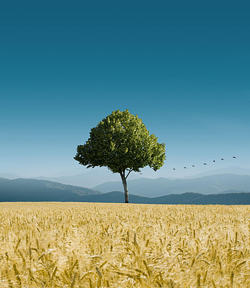 Nature, Birds, Sky, Horizon, Wood, Tree, Ears, Spikes HD phone wallpaper