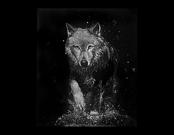 RUNNING WOLF, animal, black, wolf, running HD wallpaper