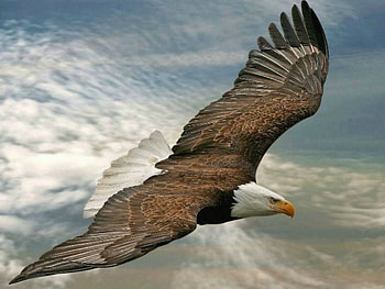 Eagle, animals, animal, lanscape, bird, nature, sky, cloud HD wallpaper