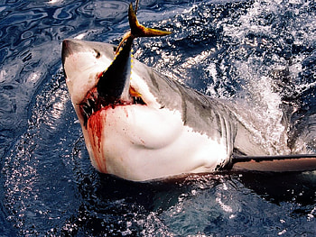 Shark feed, eating, fish, shark, feed, food HD wallpaper