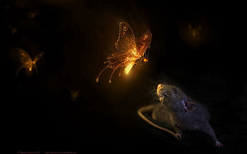 Abstract, Butterflies, Black Background, Mouse, Rat HD wallpaper