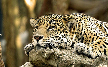 Jaguar, cats, animals HD wallpaper