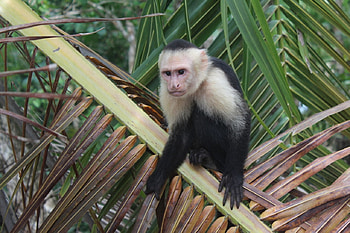 Capuchin Monkey, capuchin, monkey, primate, ape HD wallpaper