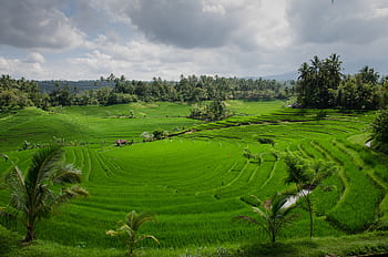 Vibrant rice terraces under cloudy skies in Bali, showcasing natural agricultural beauty. HD wallpaper