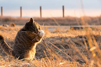 Funny, Animals, Grass, Cat, Playful HD wallpaper