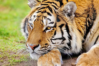 Animals, Muzzle, Predator, Relaxation, Rest, Tiger HD wallpaper