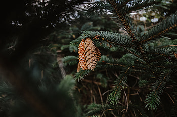 Nature, Cones, Needle, Pine, Branch HD wallpaper