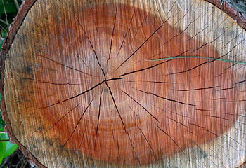 wood pattern, nature, wood, graphy, tree HD wallpaper