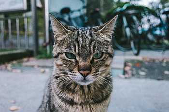 Animals, Cat, Muzzle, Sight, Opinion, Severe HD wallpaper