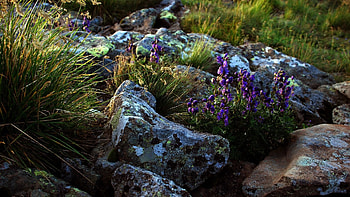 Nature, Flowers, Grass, Stones, Lilac, Life, Purple HD wallpaper
