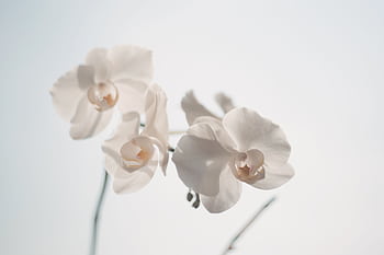 Close-up of delicate white orchid flowers against a bright backdrop, showcasing simplicity and elegance. HD wallpaper
