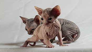 Siblings, Sphynx HD wallpaper