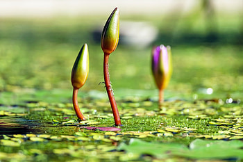 Flowers, Water Lilies, Plant HD wallpaper