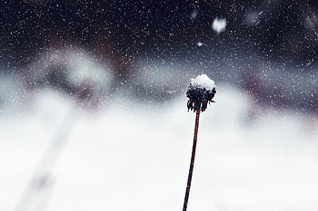 Snow, Flower, Macro, Stem, Stalk HD wallpaper