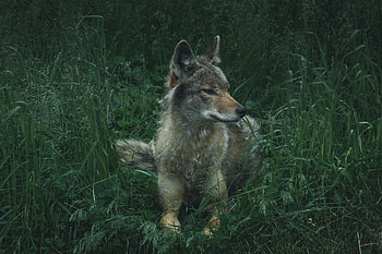 Animals, Grass, Predator, Wolf HD wallpaper