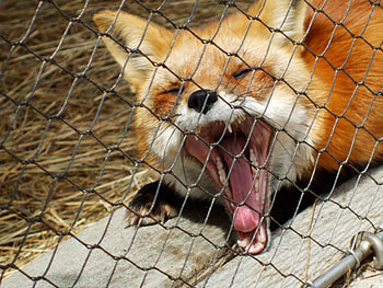 Fox, tired, animals, red, yawn HD wallpaper