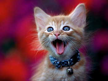 Animals, Kitty, Kitten, Muzzle, Kid, Tot, Scream, Cry HD wallpaper