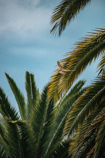 Nature, Leaves, Palms, Bird, Wings HD phone wallpaper