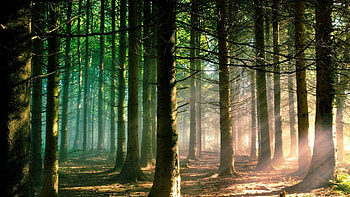 Majestic forest trees, Sunlight filters through, Tranquil woodland escape, Nature's embrace HD wallpaper