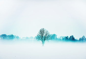 Winter, nature, trees, fog, minimal HD wallpaper