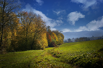 Nature, Trees, Grass, Sky, Autumn, Field HD wallpaper