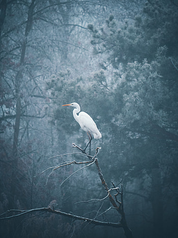 Animals, Heron, Bird, Fog, Branch HD phone wallpaper