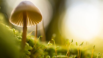 Mushroom Scenery HD wallpaper