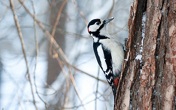 Woodpecker , Visual delight, Nature's artwork, beauty HD wallpaper