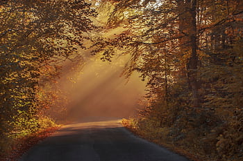Sunlight filters through the autumn forest canopy in Văliug, Romania, creating a magical morning scene. HD wallpaper