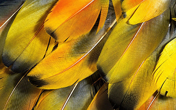 Feather, Macro, Striped HD wallpaper