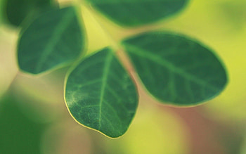 Leaves, Macro, Shine, Light, Form HD wallpaper