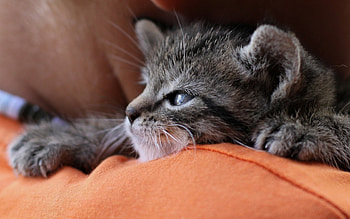 Cat, kitten, sweet, kitty, cats, cute, beautiful, paws, beauty, cat face, pretty, animals, face, lovely, hat HD wallpaper
