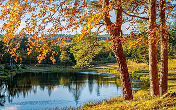 Autumn Lake, trees, autumn, calm, lake HD wallpaper