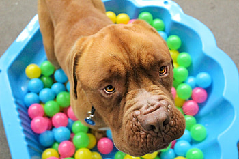 Animals, Dog, Muzzle, Playful, Balls HD wallpaper