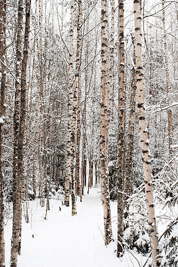 Winter, Nature, Trees, Snow, Birches, Forest HD phone wallpaper
