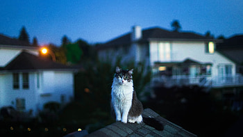 Cat On Roof , cat, animals HD wallpaper