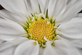 Close up, petals, pollen, white gerbera HD wallpaper