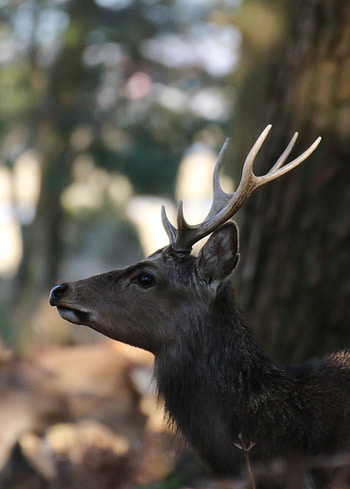 Animals, Brown, Wildlife, Animal, Deer HD phone wallpaper