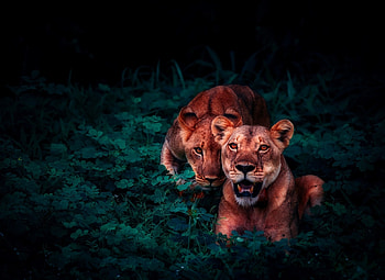 Animals, Lions, Young, Sight, Opinion, Wildlife, Cubs HD wallpaper