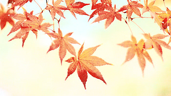 2010 Autumn in NAIST HD wallpaper