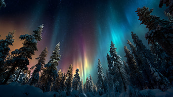 : Stunning Northern Lights over a Winter Forest Landscape, Northern Lights, landscape, tree, sky HD wallpaper