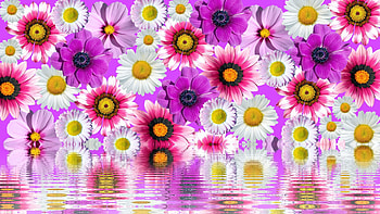 Reflection, reflecction, purple, pink, anemones, flowers, daisies HD wallpaper