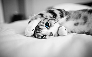 Cute Cats | High Definition |Cool Nature . HD wallpaper