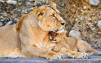 Animals, Young, Couple, Pair, Lion, Lioness, Joey HD wallpaper